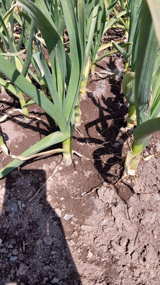 피롤땅지기님의 자유주제 · 자유게시판 작성글 사진