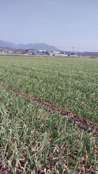 피롤땅지기님의 자유주제 · 자유게시판 작성글 사진