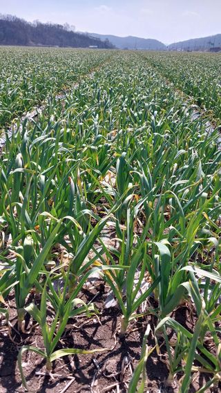 피롤땅지기님의 자유주제 · 자유게시판 작성글 사진