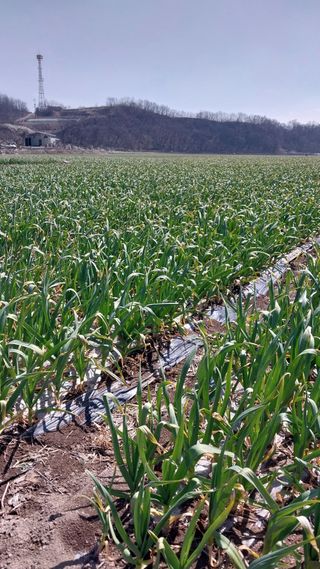 피롤땅지기님의 자유주제 · 자유게시판 작성글 사진