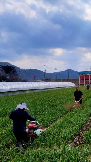 농사꾼 단비님의 자유주제 · 자유게시판 작성글 사진