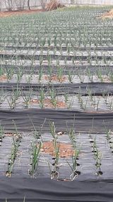 팜모닝 양파·영농일지 게시글 이미지