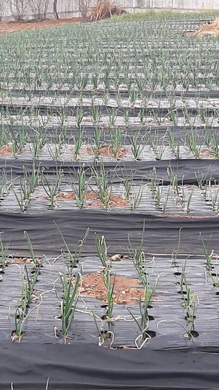 낙지님의 양파 · 영농일지 작성글 사진