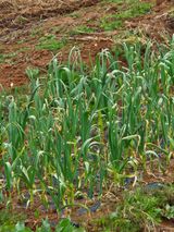 팜모닝 마늘·영농일지 게시글 이미지