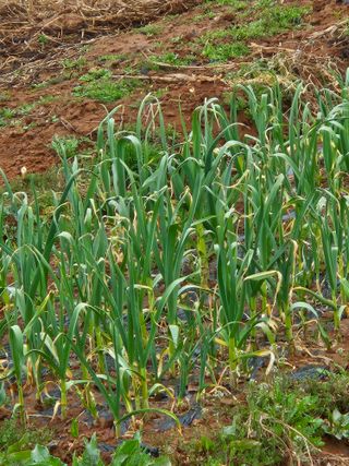 장병규님의 마늘 · 영농일지 작성글 사진