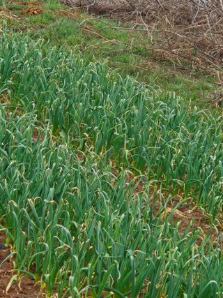 장병규님의 마늘 · 영농일지 작성글 사진