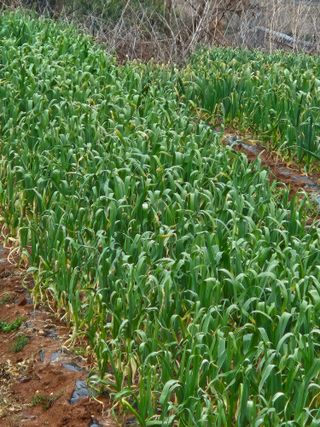 장병규님의 마늘 · 영농일지 작성글 사진