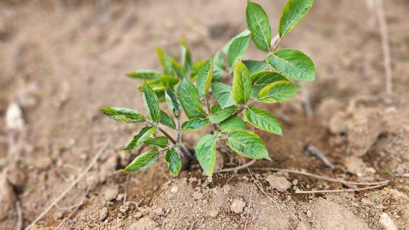 장터 상품 [땅두릅 종근 1덩이(4촉짜리)] 썸네일