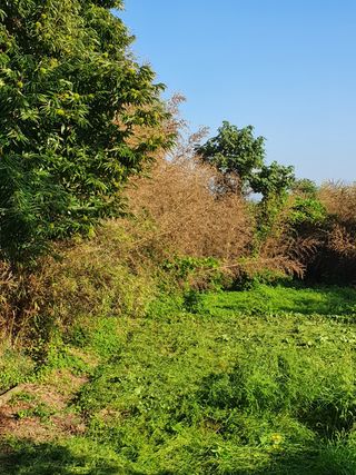 규수방1님의 팜모닝 · 출석 작성글 사진