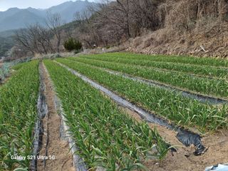 가야산자락한수덕님의 마늘 · 영농일지 작성글 사진