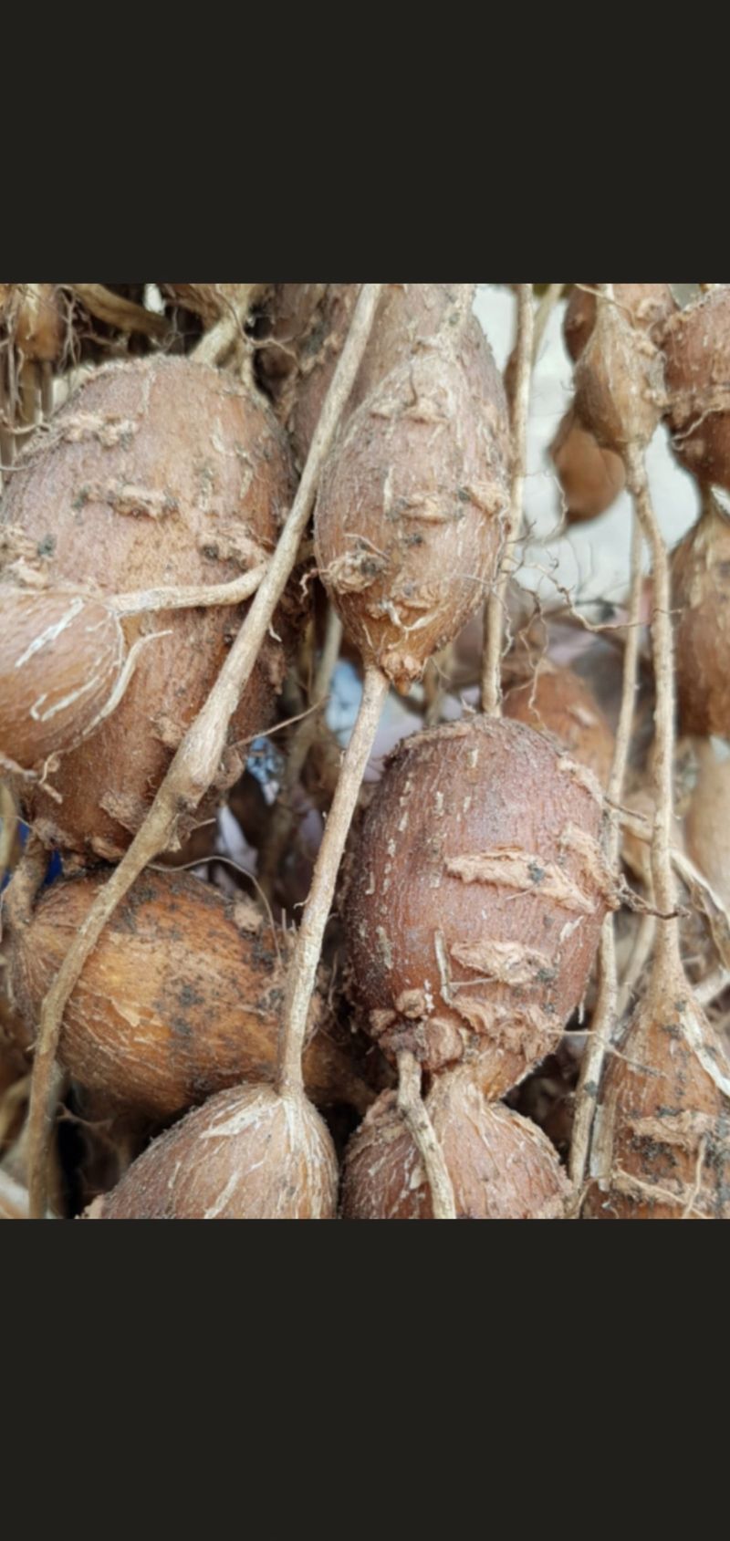 장터 상품 [아피오스종자용(판매완료)] 썸네일