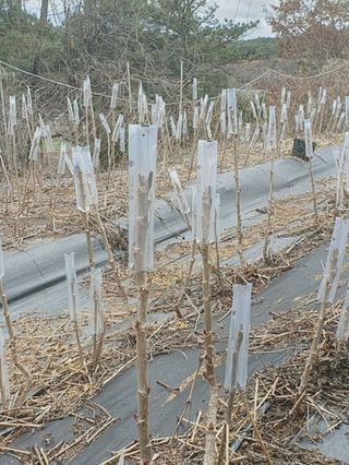 귀농 4년/지성훈님의 자유주제 · 자유게시판 작성글 사진