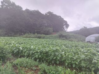 초희스키님의 팜모닝 · 출석 작성글 사진