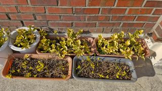 법공성산님의 4월 농사계획 공유해요 · 참여글 작성글 사진