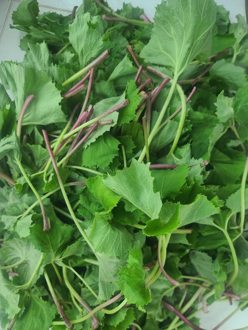 장터 상품 [머위잎] 썸네일