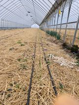 팜모닝 기타작물·영농일지 게시글 이미지