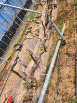 팜모닝 포도·영농일지 게시글 이미지