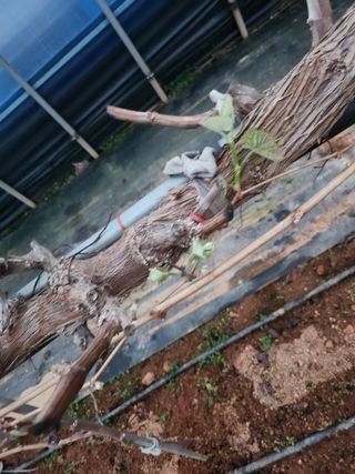 전나영님의 포도 · 영농일지 작성글 사진