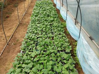 채정식님의 4월 농사계획 공유해요 · 참여글 작성글 사진