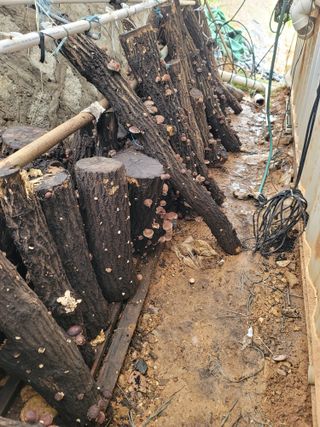 양금님의 버섯 · 영농일지 작성글 사진