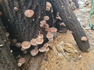 양금님의 버섯 · 영농일지 작성글 사진