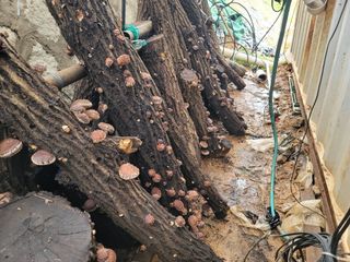 양금님의 버섯 · 영농일지 작성글 사진