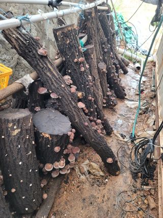 양금님의 버섯 · 영농일지 작성글 사진