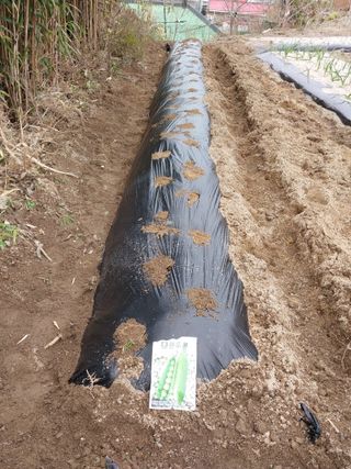 옥수수8225님의 콩 · 영농일지 작성글 사진