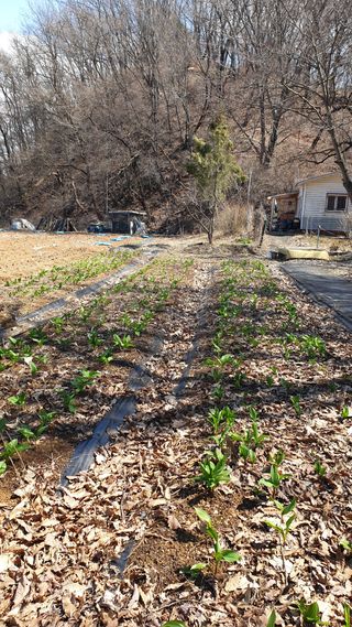 강윤원 보림팜(주)님의 자유주제 · 자유게시판 작성글 사진