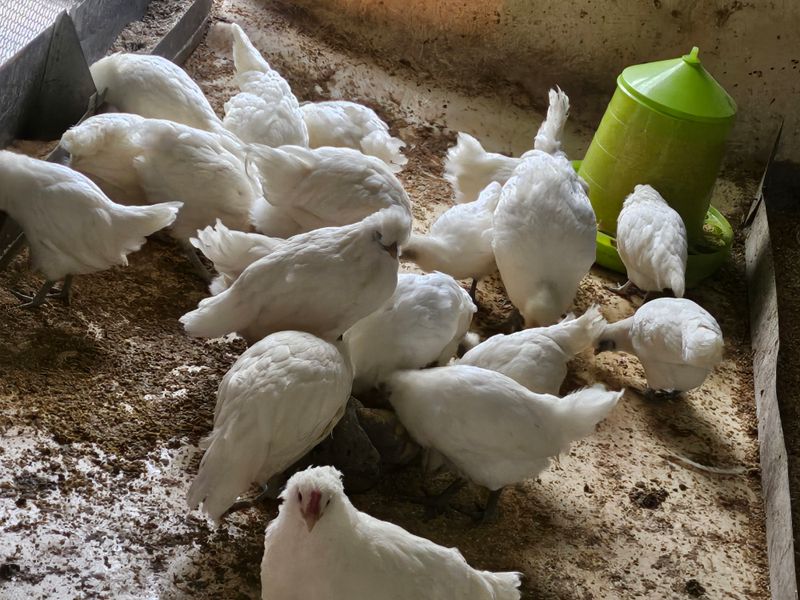 고추18330님의 장터 판매 상품 [백아메리카 ] 첨부 사진