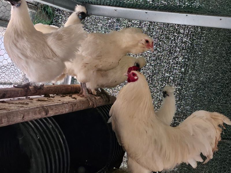 고추18330님의 장터 판매 상품 [백아메리카 ] 첨부 사진