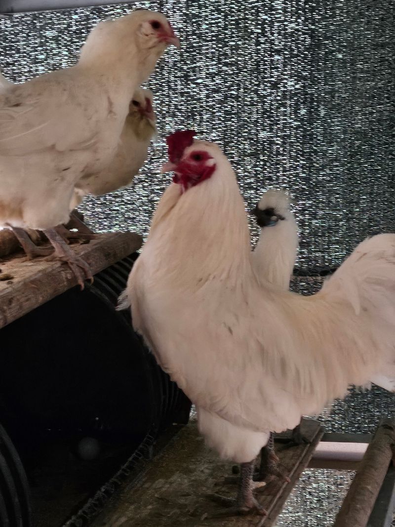 고추18330님의 장터 판매 상품 [백아메리카 ] 첨부 사진