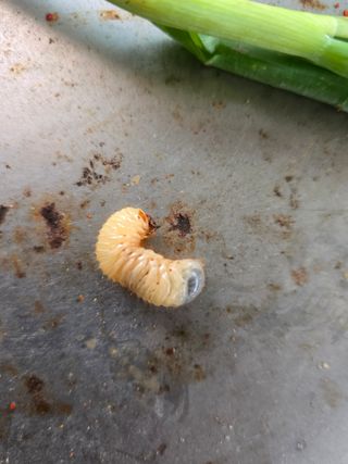 산마루농원님의 마늘 · 병해충상담 작성글 사진