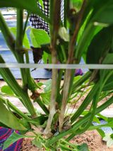 팜모닝 고추·병해충상담 게시글 이미지