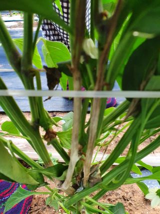 유호경님의 고추 · 병해충상담 작성글 사진