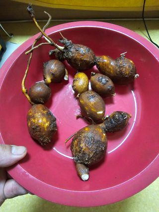 광양시 이정우님의 농사, 무엇이든 물어보세요! · 참여글 작성글 사진