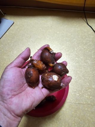 광양시 이정우님의 농사, 무엇이든 물어보세요! · 참여글 작성글 사진