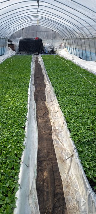 강성분님의 4월 농사계획 공유해요 · 참여글 작성글 사진