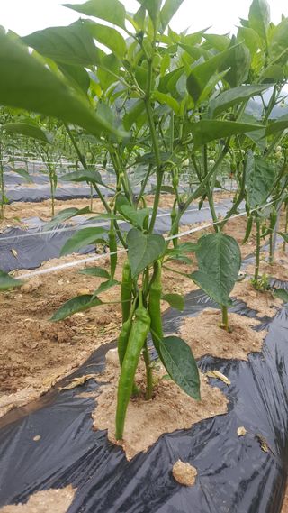 강성분님의 4월 농사계획 공유해요 · 참여글 작성글 사진