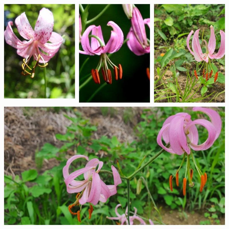 장터 상품 [토종 솔나리 구근(소품)개화구] 썸네일