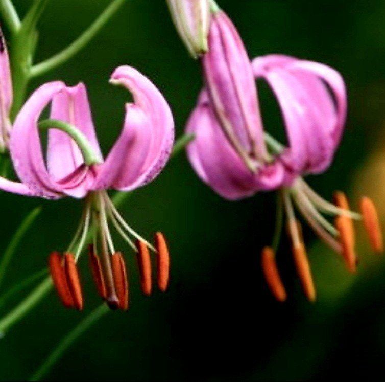 천지인야생화님의 장터 판매 상품 [토종 솔나리 구근(소품)개화구] 첨부 사진