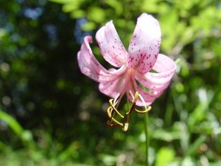 천지인야생화님의 작성글 사진