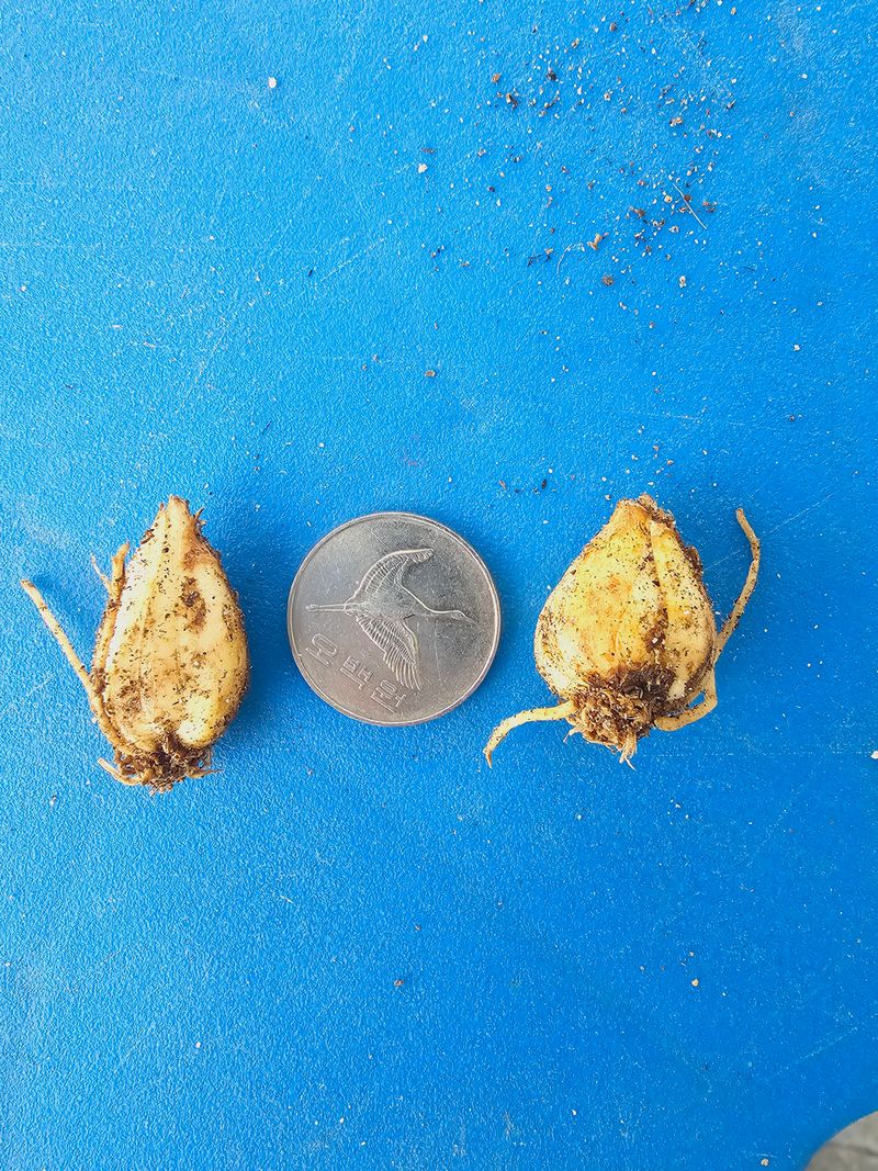 천지인야생화님의 장터 판매 상품 [토종 솔나리 구근(소품)개화구] 첨부 사진