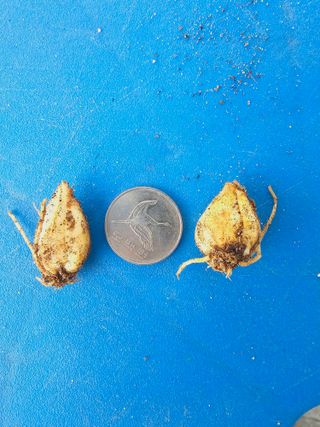 천지인야생화님의 작성글 사진