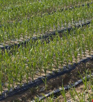 대산농사대장님의 마늘 · 일상 작성글 사진