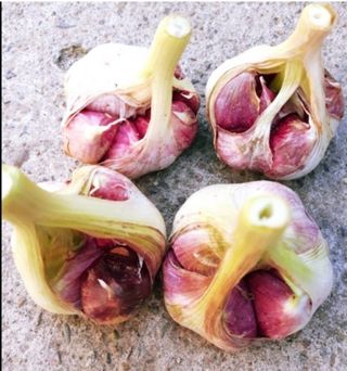 대산농사대장님의 마늘 · 일상 작성글 사진