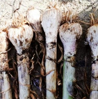 대산농사대장님의 마늘 · 일상 작성글 사진