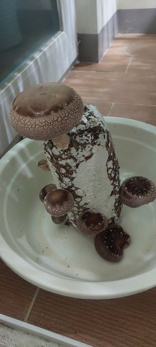 안재성님의 자유주제 · 자유게시판 작성글 사진