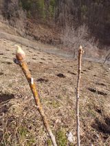 팜모닝 두릅·영농일지 게시글 이미지