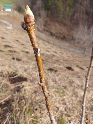 박흥구님의 두릅 · 영농일지 작성글 사진